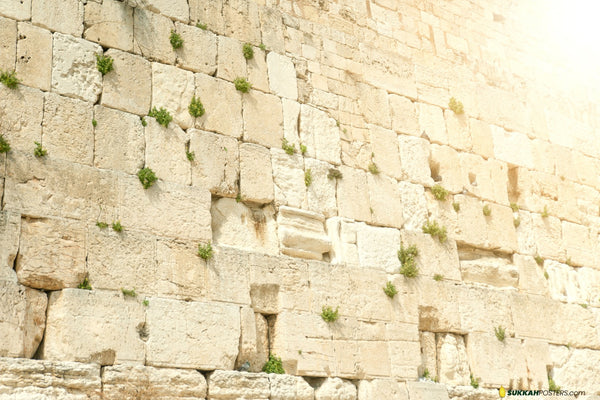 Kosel Glow Sukkah Mural